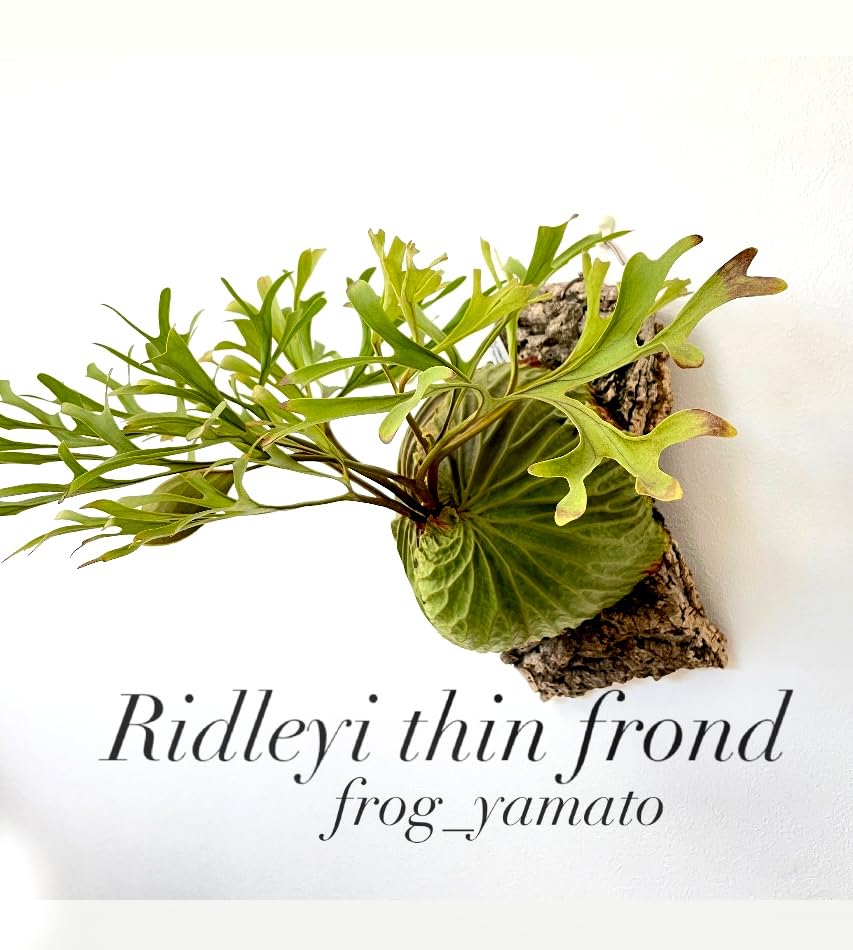 Amazon｜frog_yamato【ridleyi thin frond】リドレイ シン 細葉